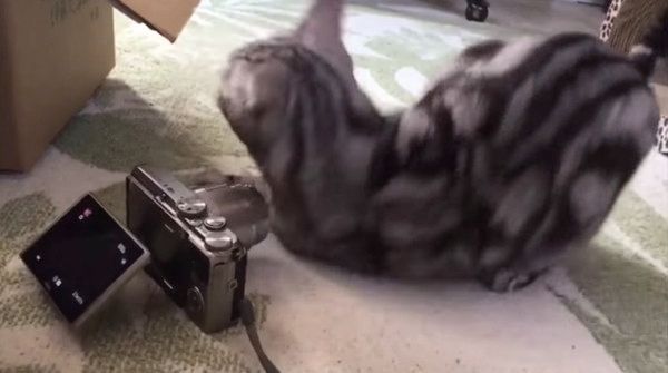 かまってほしい猫