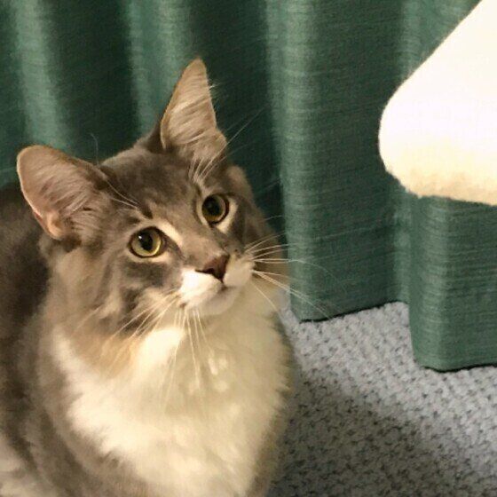 見上げるメインクーン