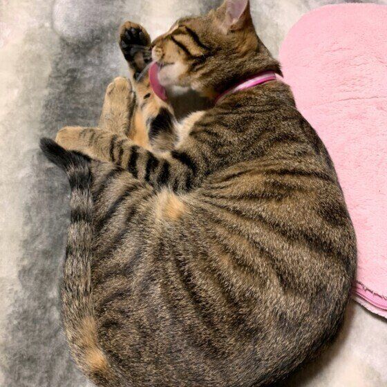 毛づくろいする猫