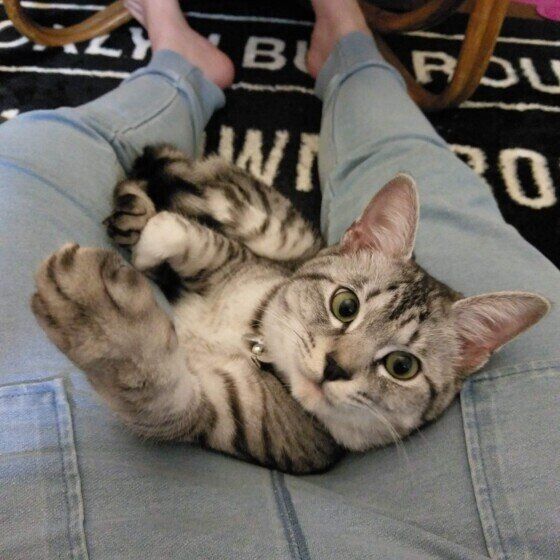 サバトラ猫のしおちゃん