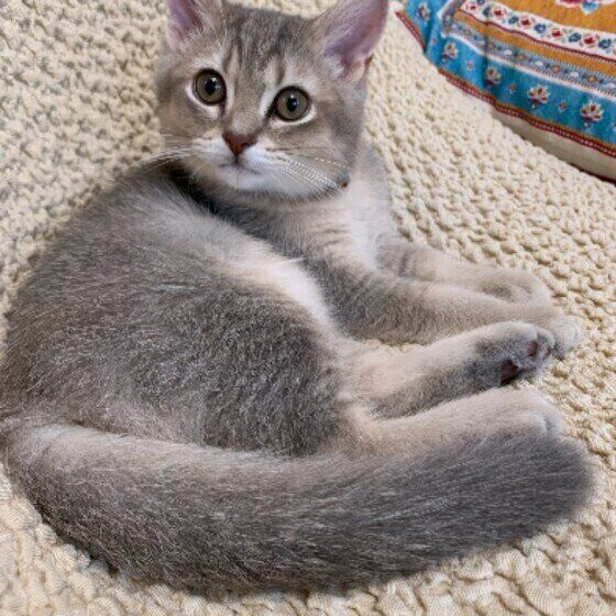 ブリティッシュショートヘアの丸虎（マルコ）くん