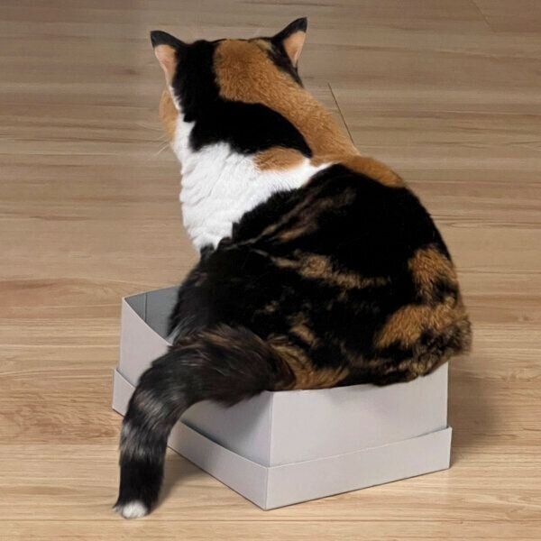 箱の中に入るおあげちゃん