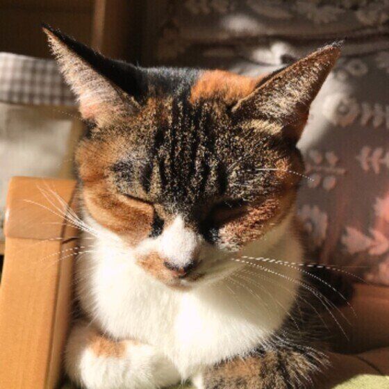 MIXミケのネネちゃんの香箱座り