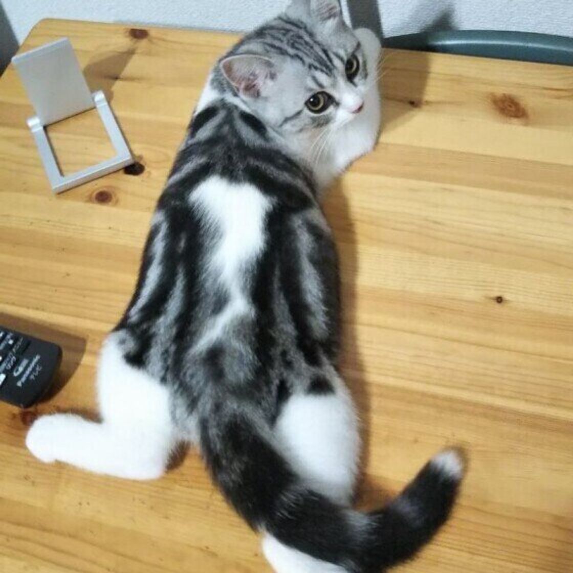 猫に 好かれやすい人 はどんな人 猫と良い関係になるコツ ねこのきもちweb Magazine 猫に 好かれやすい人 はどんな人 猫と良い関係になるコツ ねこのきもちweb Magazine