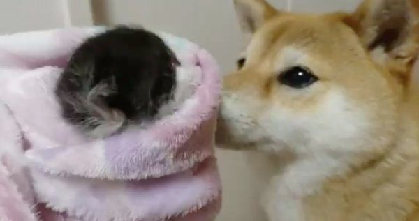 ミノムシのように包まる桜大夢ちゃんと、見守るなつさん