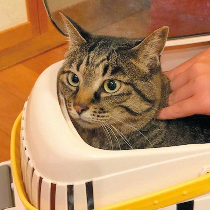 画像／ねこのきもち2019年11月号『愛猫をノーストレスで診てもらう方法』
