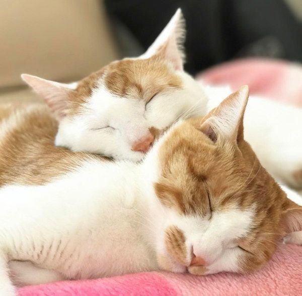 猫のいちごちゃんとタルトちゃん