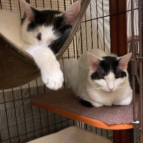 ケージの中でくつろぐ2匹の猫