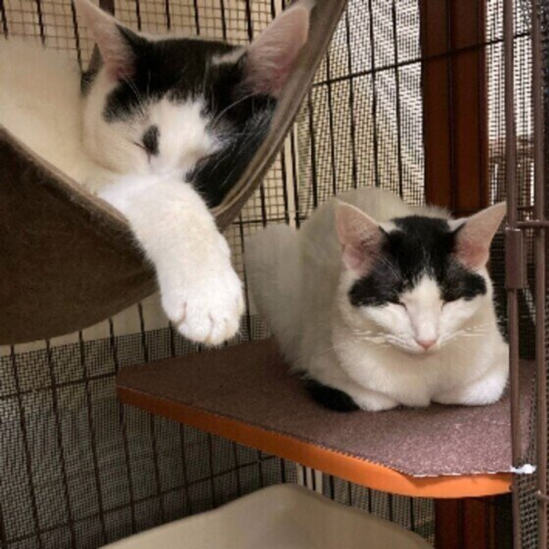 大阪 猫ホテル:安心して預けられる!大阪の猫ホテル 7 1b034194 8361 457b 8d52 1621317ea703