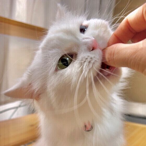 スコティッシュフォールドのまるちゃん