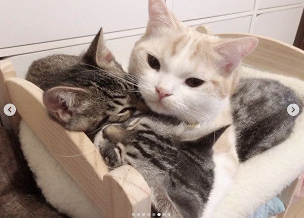 サクラちゃん、バロンちゃん、ミントちゃん