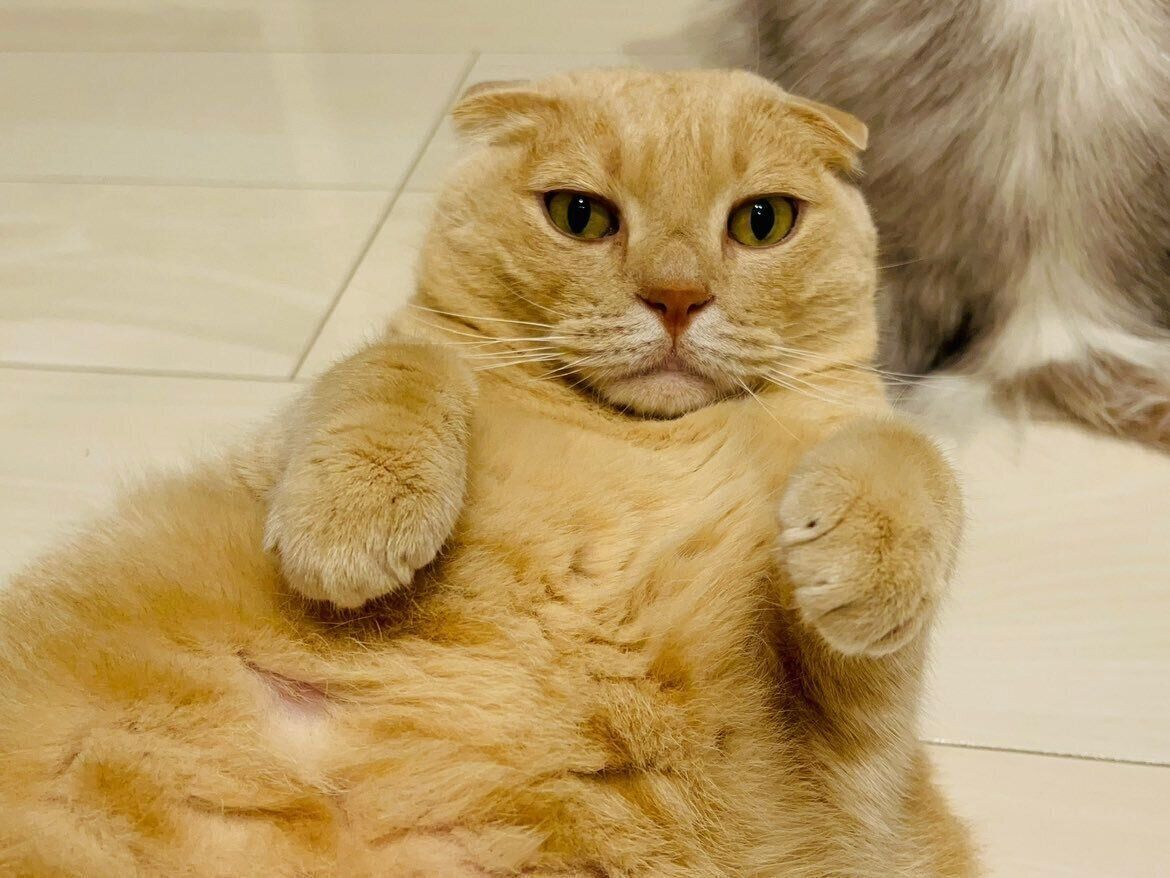 飼い主を見つめるスコティッシュフォールド