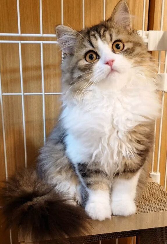 生後3カ月のペルシャ