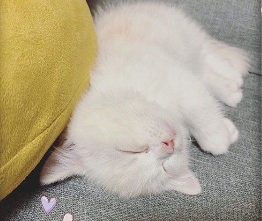 黄色いクッションの横で寝ている子猫