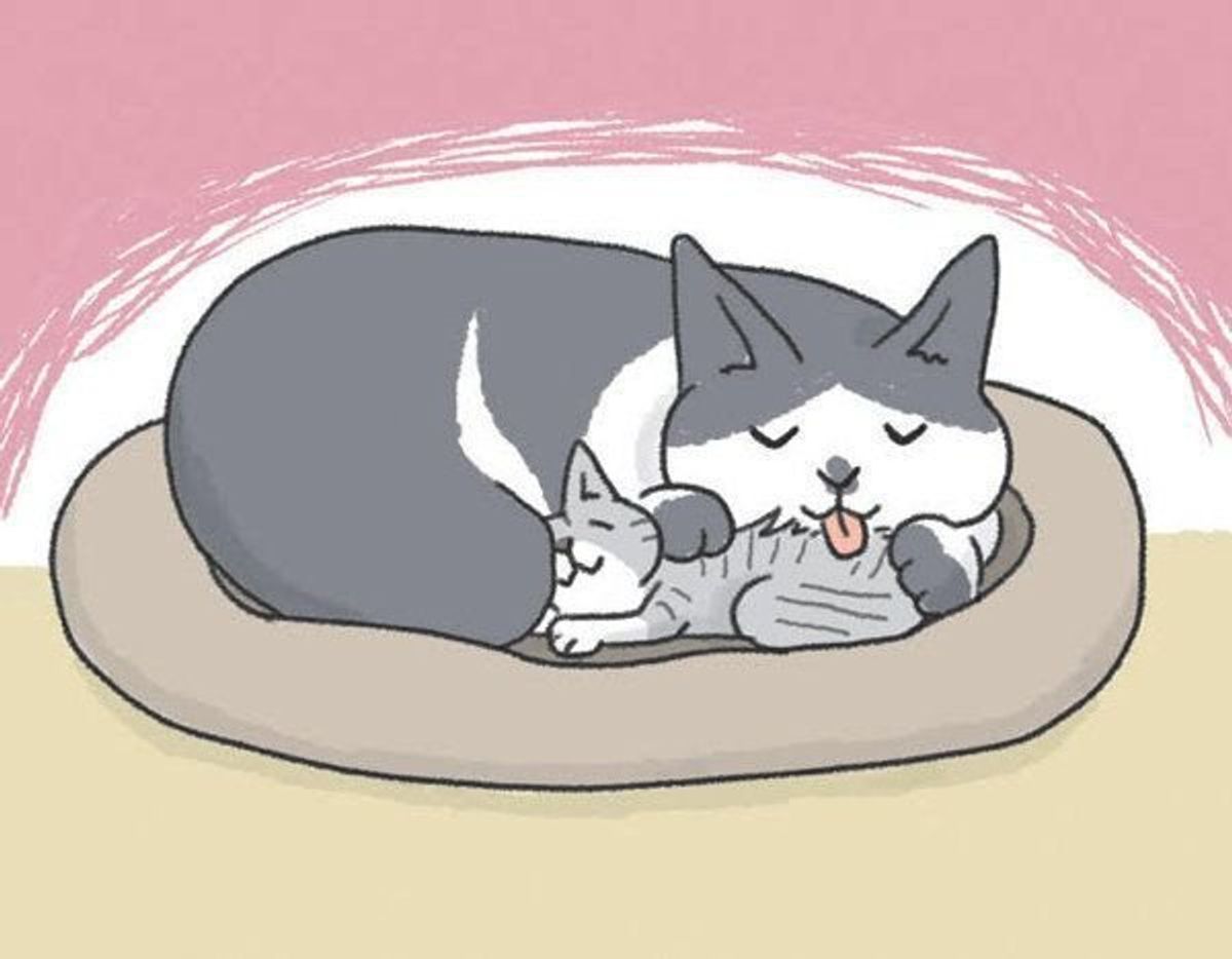 先住猫と新入り猫の相性が最悪 涙 その時 飼い主さんがすべきことは ねこのきもちweb Magazine 先住猫と新入り猫の相性が最悪 涙 その時 飼い主さんがすべきことは ねこのきもちweb Magazine