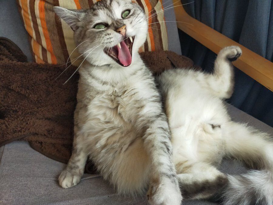 あくびをする猫