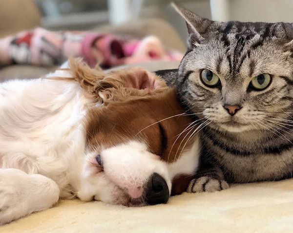 キャバリアとアメリカンショートヘア