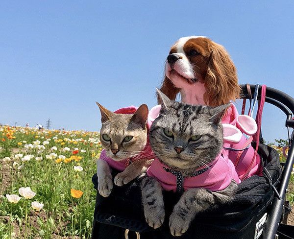 キャバリアとアメリカンショートヘアとシンガプーラ