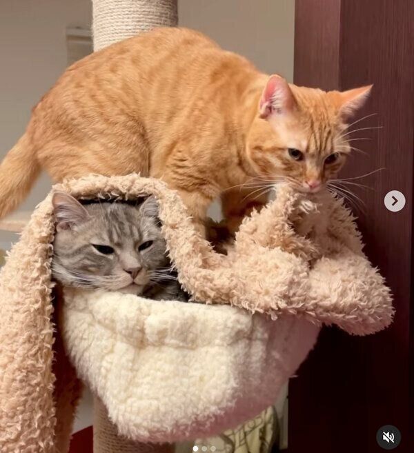 ヨルくんの上でフミフミをするサクくん