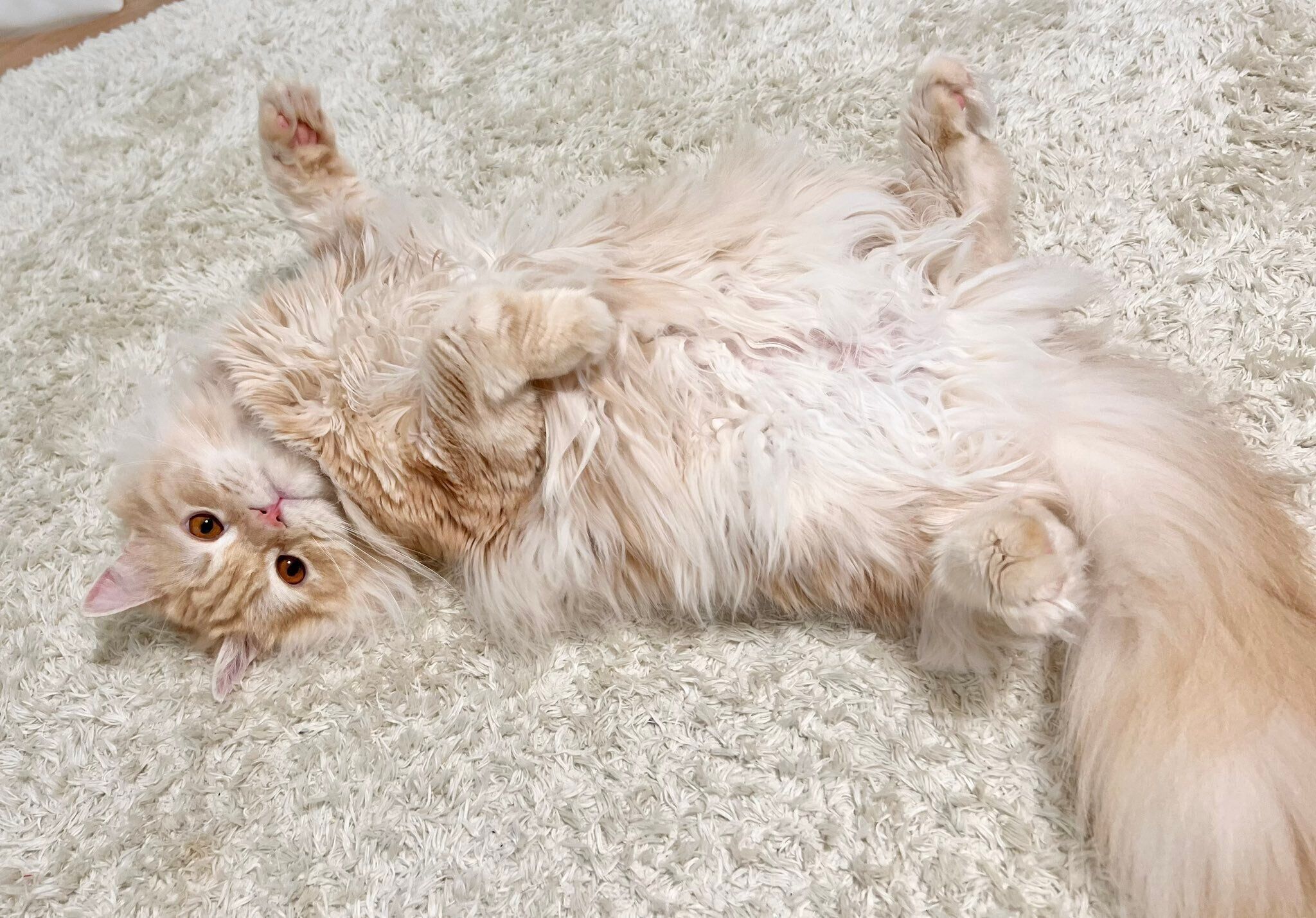 ヘソ天するもこくん