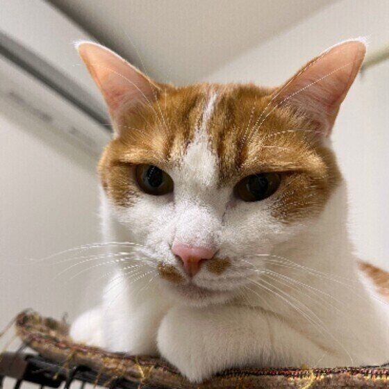 Mix（茶×白）のりつくん♪