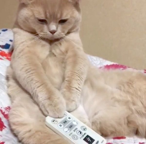 リモコンが気になるブリティッシュショートヘア