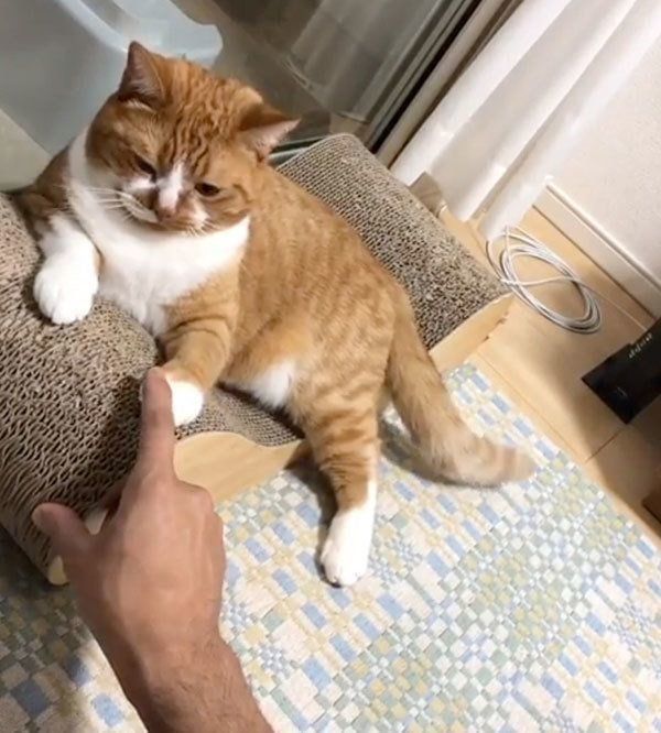 飼い主さんと遊ぶスコティッシュフォールド