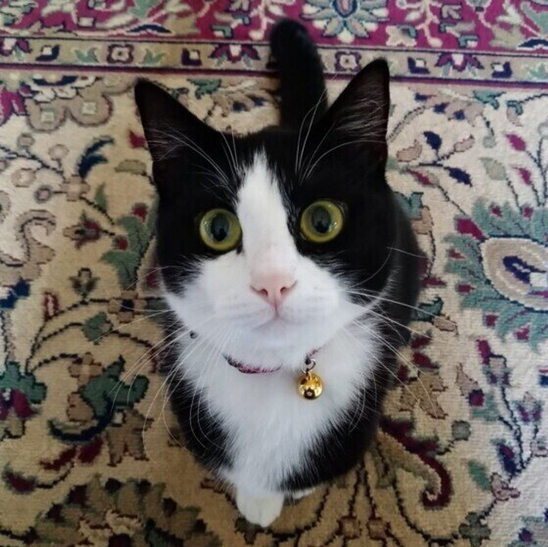 猫はどれくらいの時間トイレを我慢すると注意が必要 獣医師が解説 ねこのきもちweb Magazine 猫はどれくらいの時間トイレを我慢すると注意が必要 獣医師が解説 ねこのきもちweb Magazine