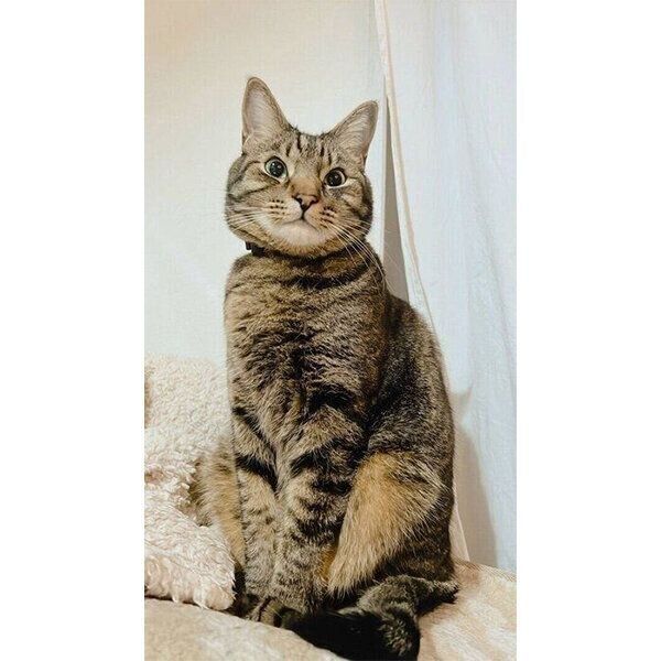 キリッとするベルくん