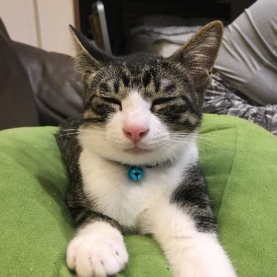 眠そうなキジトラ