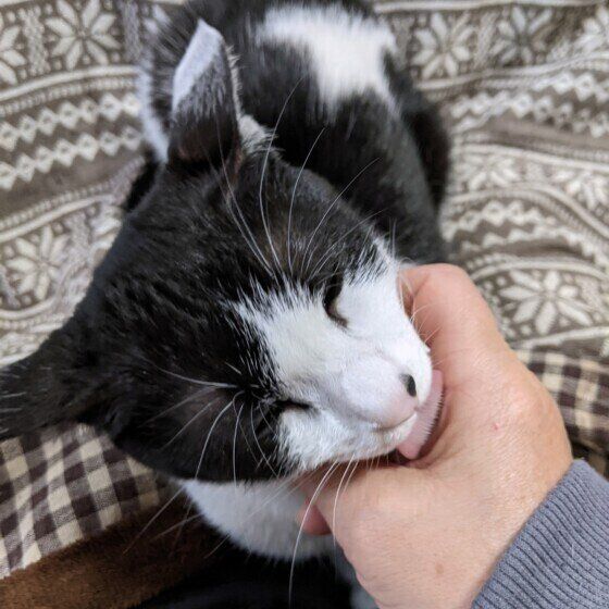 飼い主の手をなめる黒白猫