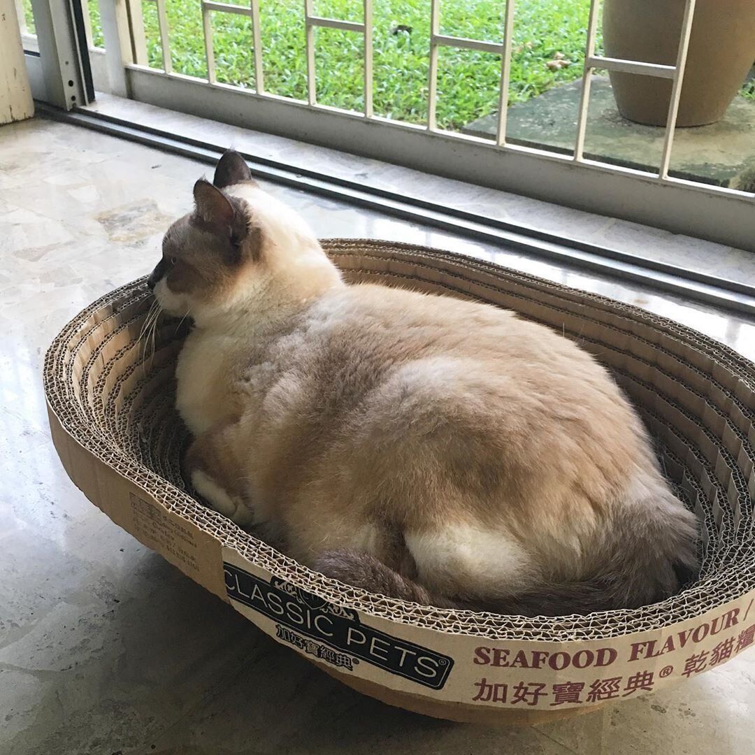 段ボール製爪とぎベッド