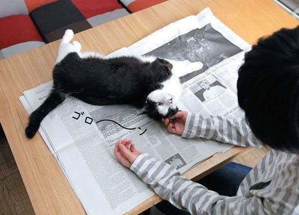 新聞に乗る猫