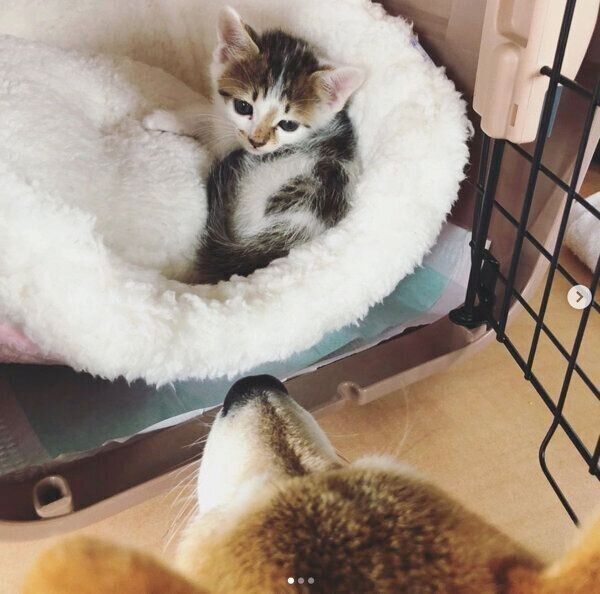 見つめ合うちくわくんとリンタローくん