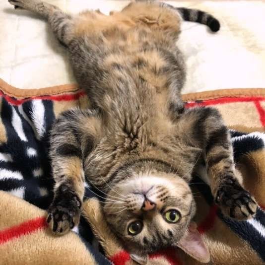 MIX・くろえくん・ヘソ天