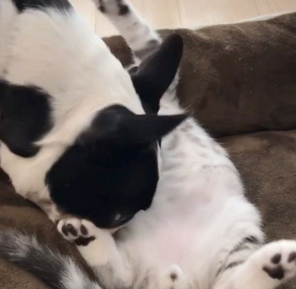 じゃれ合うボストン・テリアとスコティッシュフォールド