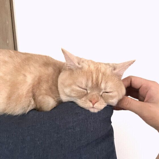 顔をなでられるマンチカン