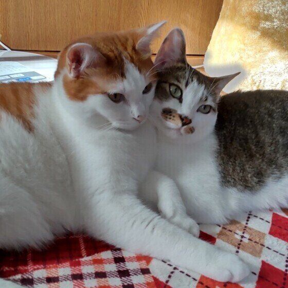 ぴったりと寄り添うキジトラ猫