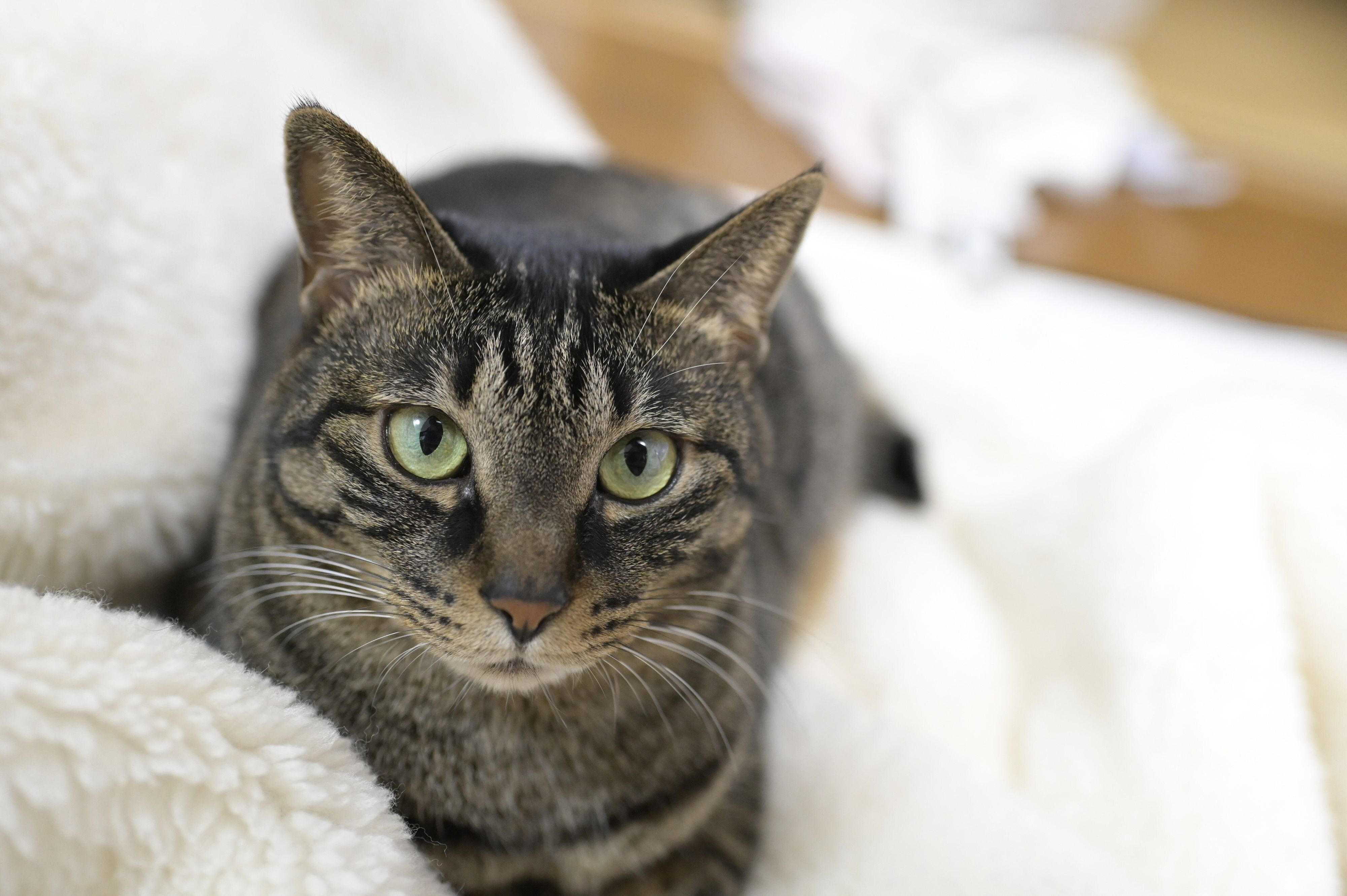飼い主に寄り添う猫