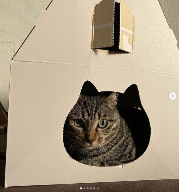 猫ハウスに入るモカちゃん