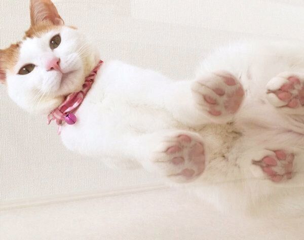 見つめるむぎちゃん