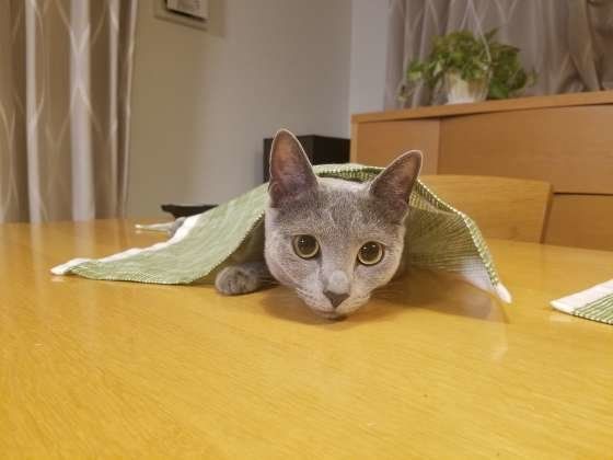 ランチョンマットをかぶるロシアンブルー