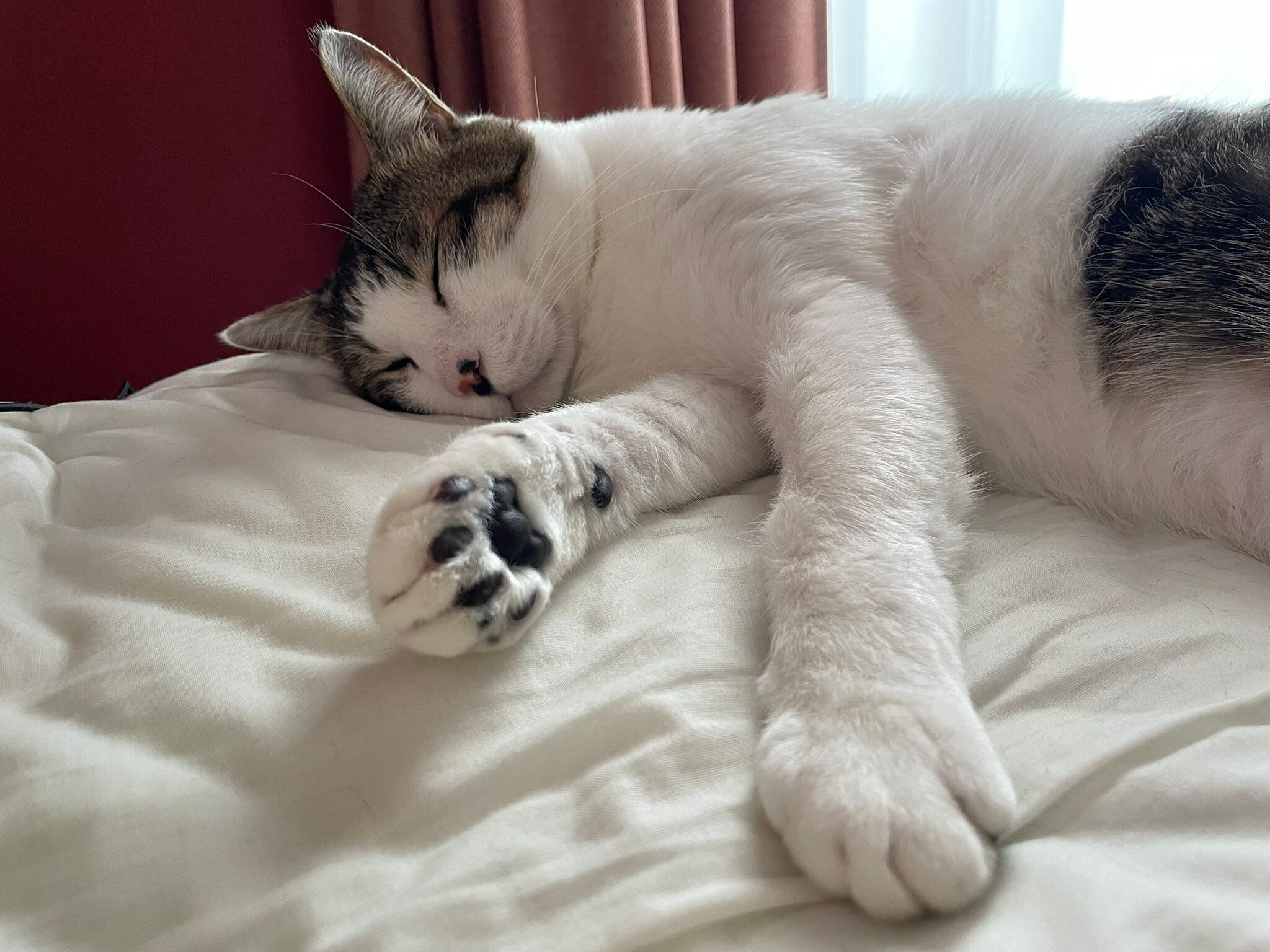 飼い主の側で寝る猫