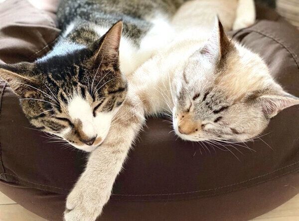 仲良く眠るごんぞうくんとにぼしちゃん