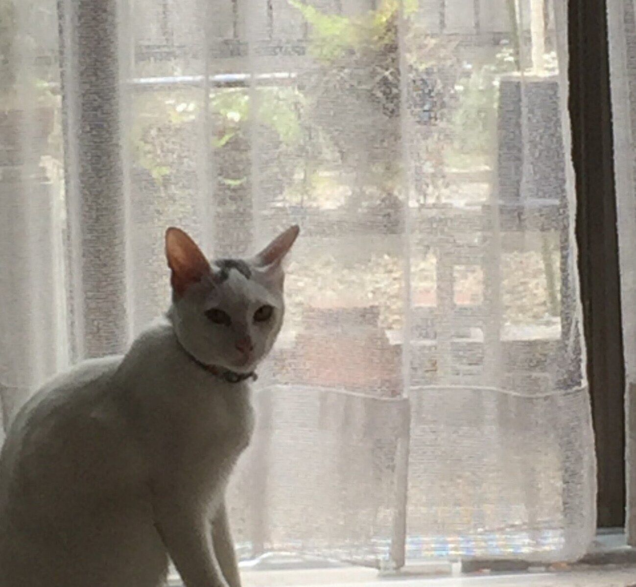 生後7カ月ごろに祖父宅で撮影したやきのりくん