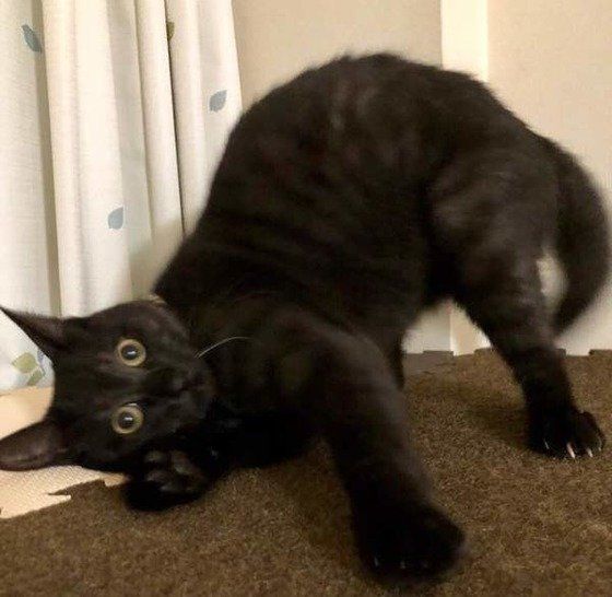 驚く猫
