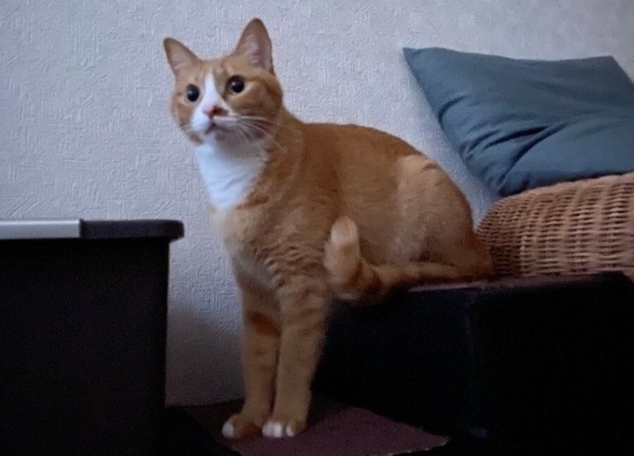 変わった正座をする猫（メス）