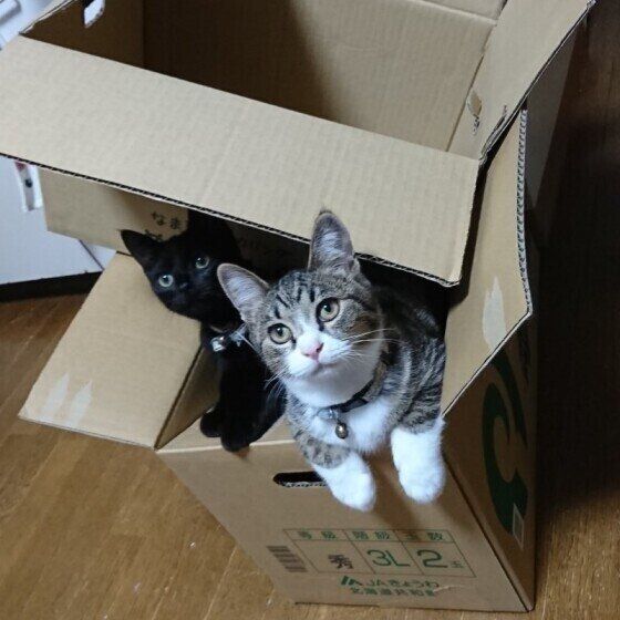 段ボールに入ったモカちゃんたち