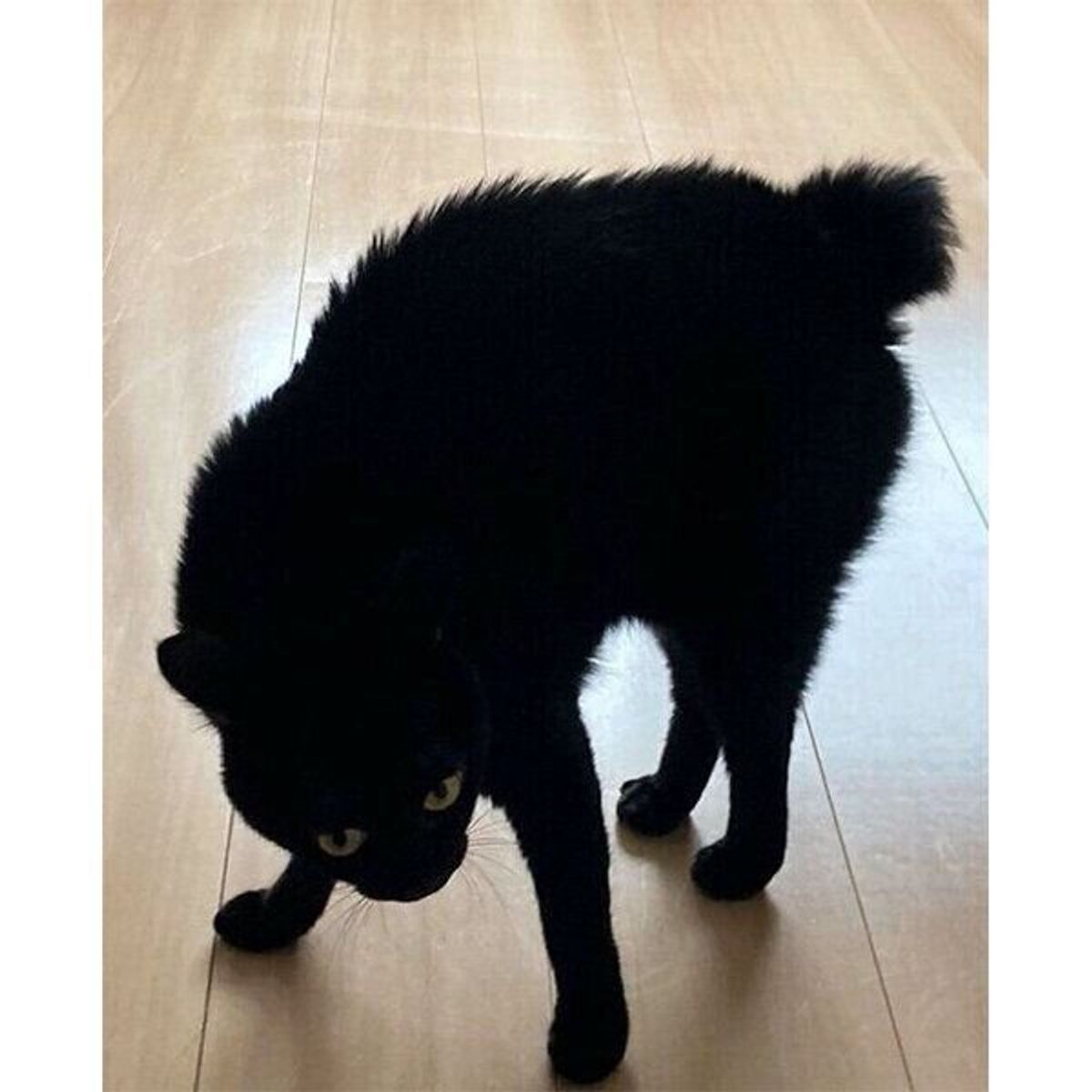 遊びの最中に やんのかステップ をする元保護猫 迫力満点な姿に カッコいい 黒ヒョウみたい ねこのきもちweb Magazine 遊びの最中に やんのかステップ をする元保護猫 迫力満点な姿に カッコいい 黒ヒョウみたい ねこのきもちweb Magazine