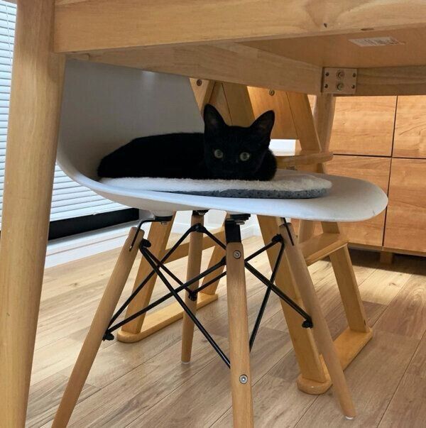 見つめるジジくん